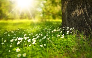 Read more about the article 7 Reasons Spring Can Boost Your Mood AND Your Clutter Clearing Efforts