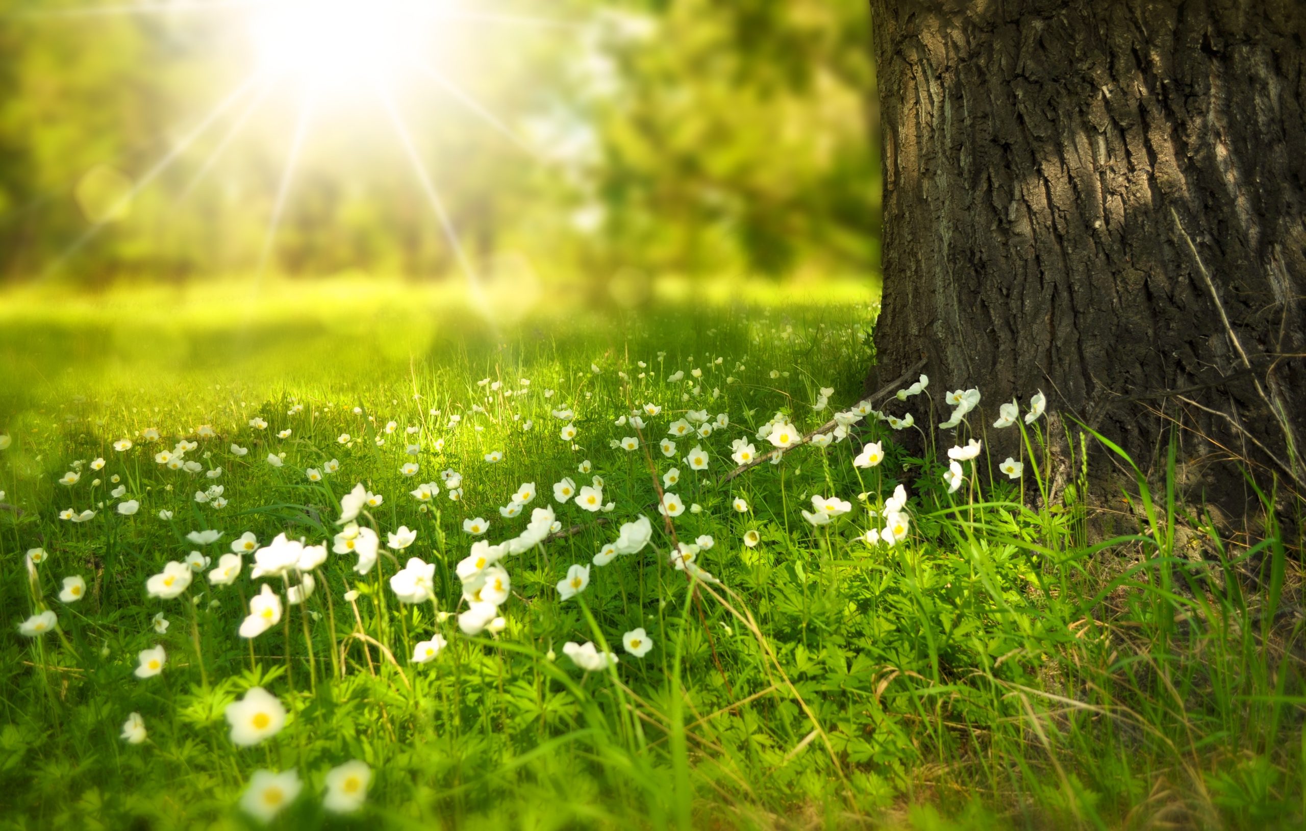 You are currently viewing 7 Reasons Spring Can Boost Your Mood AND Your Clutter Clearing Efforts
